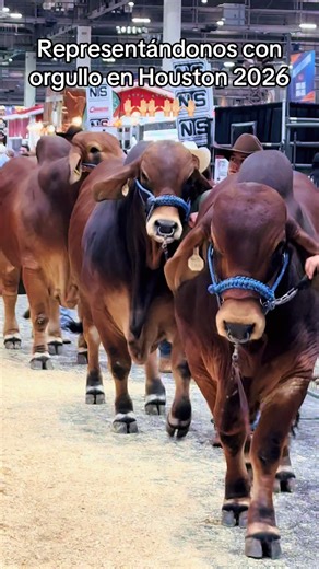 Años de selección, genética y trabajo reflejados en cada paso. Houston Livestock Show and Rodeo 2026. Brahman Rojo – Calidad que hace la diferencia. 🧬 ADN certificado.
