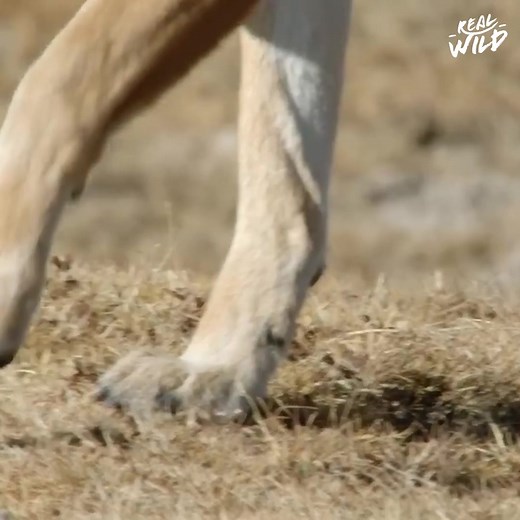 2.2M views · 10K reactions | Wolf gracefully hunts giant mole-rat | Real Wild | Facebook