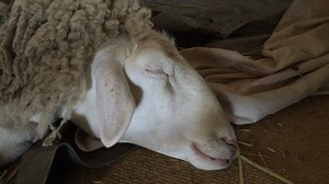 12K views · 138 reactions | Pearl is having a dreamy Sunday morning sleep in   ... perhaps she’s dreaming of being the CEO of the weet-bix factory...  #rescuelamb #sweetdreamsaremadeofthis #preciouspearl | Possum Valley Animal Sanctuary | Facebook