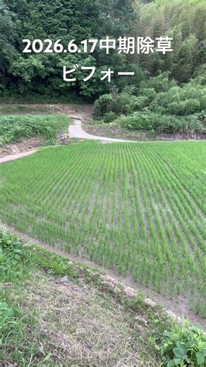バサグラン効果アフターをお楽しみに！ #中山間地域 #兼業農家 #現代農業 #中期除草#水稲除草