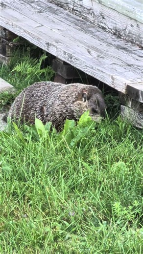 Grasstastic #theothersideofmakebelieve #nature #groundhogs
