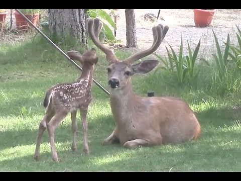 Young Deer in the Yard 2017
