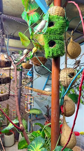 Hk Avairy ❤️🫶#hkAviary🦅 #fyp #canary #diamondfinch #zebrafinch