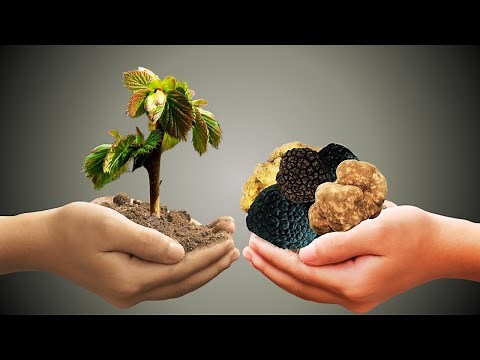 Growing Truffles Naturally