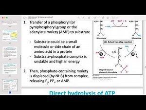 bioenergetics high energy molecule -lect 14 part 2