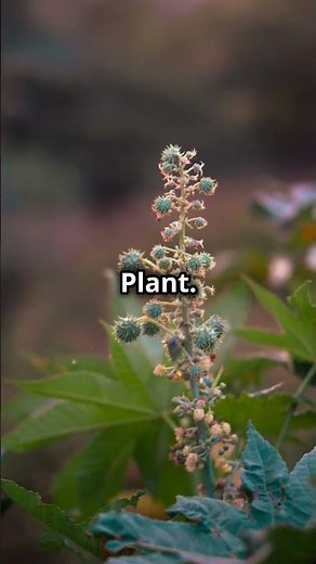 Top 5 Most Poisonous Plants You Should Avoid