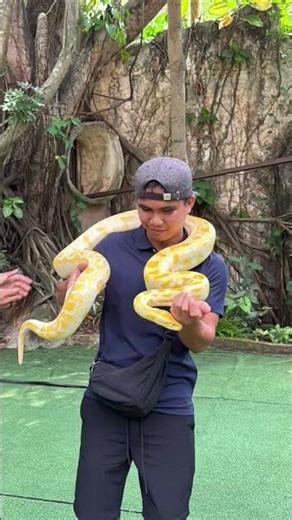 Yellow Burmese Python #shortvideo