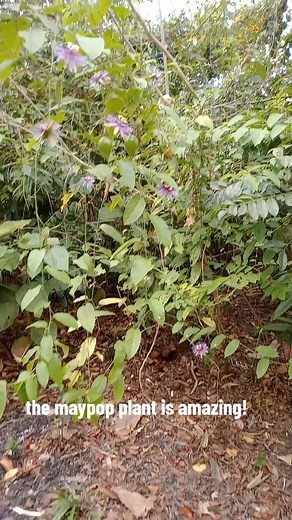 Maypops on my land | Jennifer King