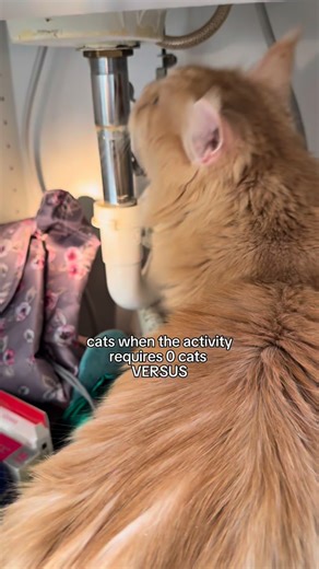 If you look up the word contrary in the dictionary, it’s just a picture of a cat 😂 #catstagram #catsofinstagram #mainecoon #mainecooncat #petstagram | Teddy with Thumbs