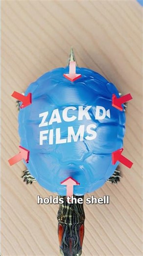 Never Paint a Turtle — Here’s Why #scinamide_tamil