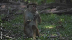 cute red Toque macaque eats delicious apple sitting on green lawn with tree branches in forest closeup slow motion. Concept tropical primate life