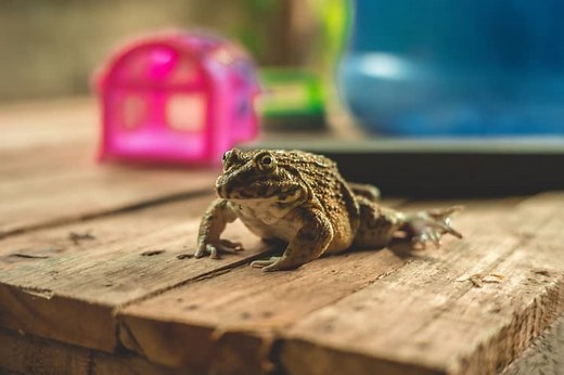 What Does it Mean When a Frog Jumps on You? 4 Meanings