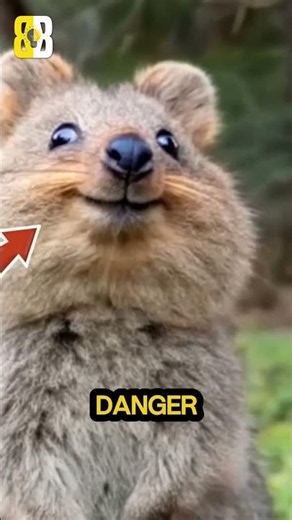 Why Quokkas Always Look Happy