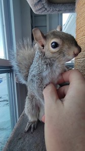 3K views · 8.2K reactions | Happy Squirrel Appreciation Day!!  I...