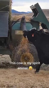 Wondering how they got this video of me at Thanksgiving… (Via @kaitlynmiller59/TikTok) | Slap Dicks Cattle Co.