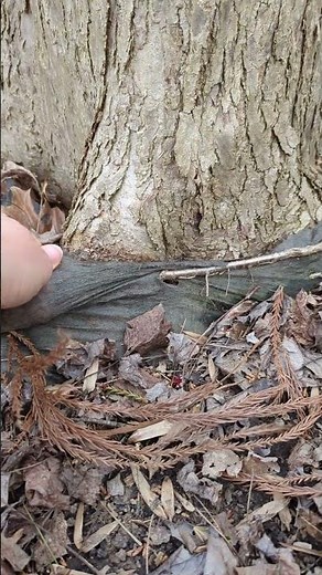 Tree Care Tip: Remove Synthetic Landscape Fabric