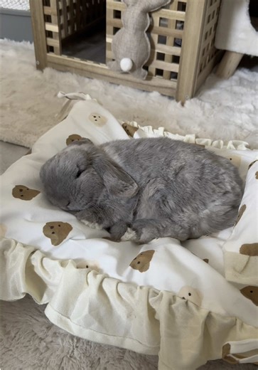 Cute Mini Lop Bunny Dreaming: A Heartwarming Moment