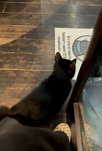 151 reactions · 11 shares | Баксик. Баксик это родной брат кошечки...