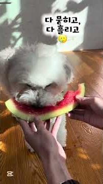 뭔가 단단히 잘못된 강아지 수박 먹방 ( Dog watermelon mukbang ) 🐶🍉