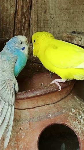 Cutest Budgies Chirping Ever 😍 Relaxing Parakeet Sounds #Budgies #BirdSounds #Relaxing