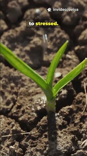 Critical Soil Moisture Levels as Indicators of Ecosystem Drought Response #worldresearchawards