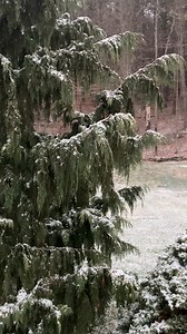 It’s snowing in Frost Heaves. | Frost Heaves, NH