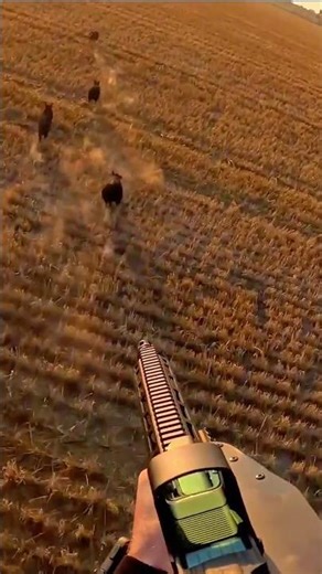 Helicopter Wild Boar Hunt – Aerial Shot #wildlife #wildboar #animals