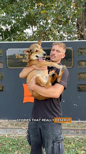 If you’ve never met a tripod dog, you might be surprised by just how incredible they are. They don’t let three legs slow them down—they run, play, and cuddle with all the heart and energy as any other dog.On this Tripawd Awareness Day, we’re celebrating these amazing dogs and the quiet lessons they teach us: being different doesn’t make you any less deserving of love, and it certainly doesn’t make you any less special. ❤️ So if you’ve ever thought about adopting, don’t forget about the tripods. 