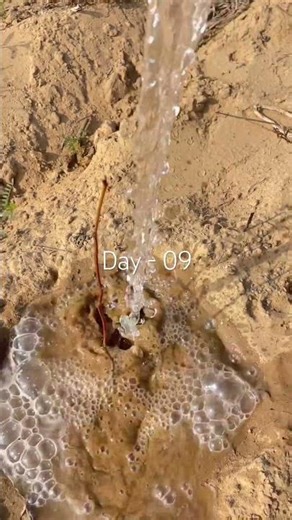 पौधों 🌱 मैं पानी डाला #shorts #savetrees #saveenvironment #saveearth #savetrees