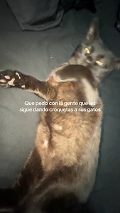 281K views · 51K reactions | De nada mi niño ❤️ #fyp #instagood #instagram #lol #cats #gato #fashion #fun #explore #cute #artist #amazing #india #insta #igers #inspiration #illustration #instapic #viralvideos #viralreels #vscocam #vlod #vsco #vintage #video | Frijol y Yo | Facebook