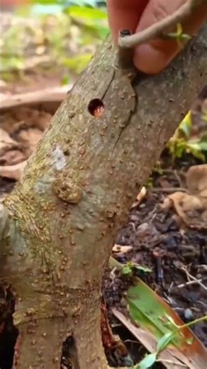 cutting the tree trunk bark precisely using a professional manual sharp metal knife in one sentence