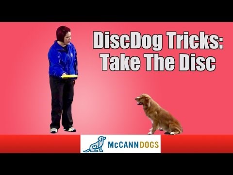 Disc Dog Frisbee Tricks: Teach Your Dog To "Take" The Frisbee