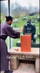1.5M views · 15K reactions | Gorilla Watching the Power Move 轢#StrengthTest #GorillaMoment #Unbelievable | Gorilla Moments | Facebook