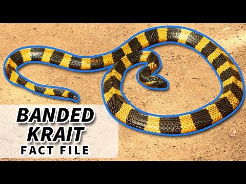 Banded Krait facts: the BLACK AND YELLOW Krait 🐍 | Animal Fact Files