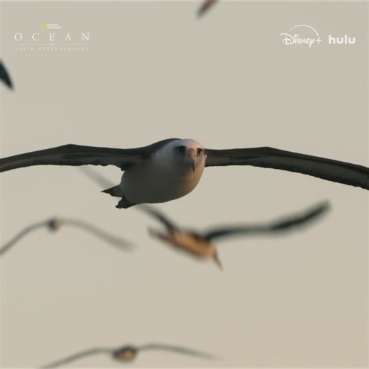 222K views · 8.2K reactions | The Laysan albatross sees a great deal during its long life. What will it see next? Ocean with David Attenborough is now streaming on Disney+ and Hulu. | National Geographic Animals | Facebook