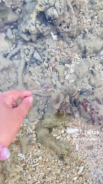 Discover Beautiful Seashells in Just 2 Minutes