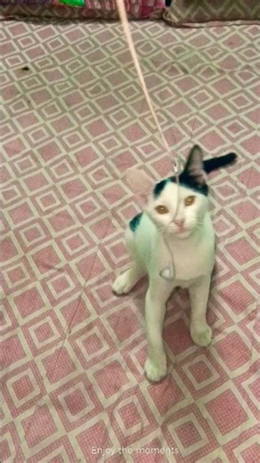 #cat & Bird reels video||