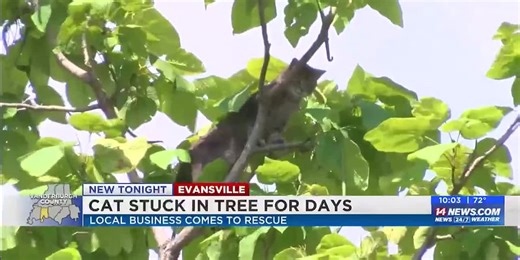 WATCH: Cat rescued after 3 days stuck in tree