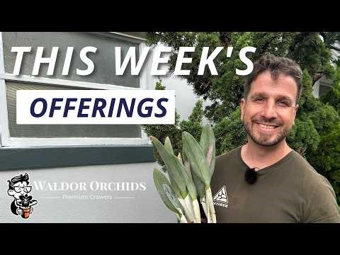 This Week’s Orchid Offerings | Rare Orchids, Collector Plants & Orchid Supplies