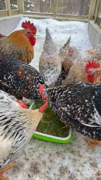 Grow Wheatgrass for Chickens in 7 Days 🌱🐔