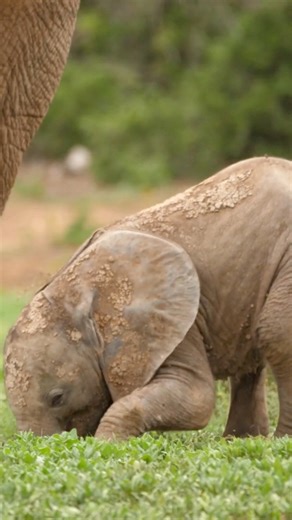 An elephant calf learning to use its trunk. At first it’s all trial and error grabbing, dropping, and trying again. With time, this playful practice turns into the powerful skill every elephant needs to survive. #elephant #survivalskills #elephantlovers #naturelovers #fblifestyle #wildlife | Jacqueline Emmanuel