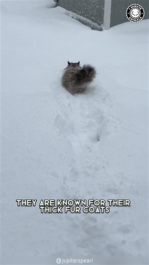 Siberian Cat 🐱 Built for the Cold! This fluffy cat thrives in freezing weather. Strong body, thick fur, calm personality. #wildlife #nature #animalfacts #1minuteanimals | 1 Minute Animals