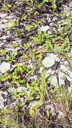 Wild morning glory Playa del Carmen Mexico tropical Caribbean Sea beach plant life #nature #explore