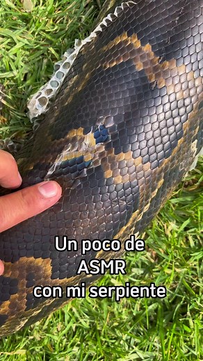 ASMR con mi pitón 💚 #mauthevet #animales #mascotas #asmr #reptiles #satisfying | Mauthevetdoctor