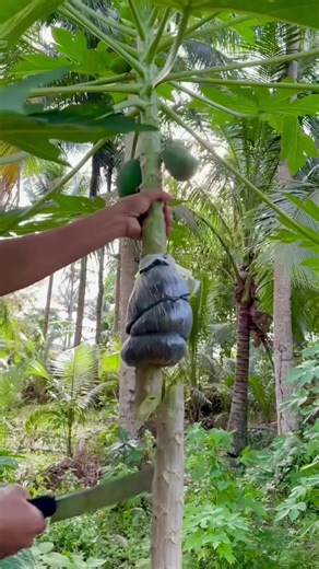 Effective Papaya Tree Marcotting Techniques