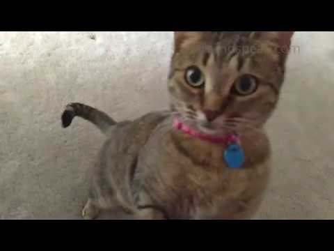 How a cat understands Deaf/ASL culture