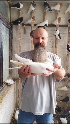 My old pigeon.#shortvideo #birds #pigeon #kabootar#kabutar