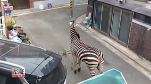 80K views · 2K reactions | It’s not every day you see a zebra wandering through a residential neighborhood. This mischievous mammal was spotted after escaping a zoo in South Korea. | Inside Edition | Facebook