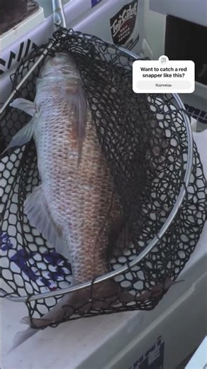 A true machine among fish — this red snapper looks like a sea champion!