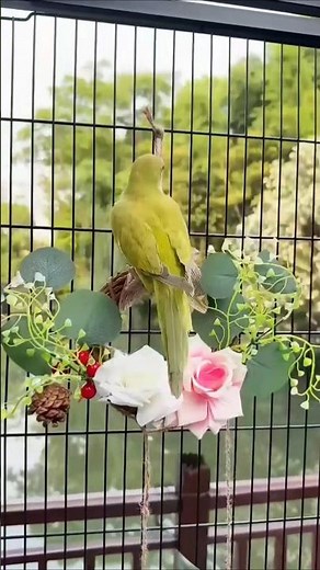 The Ultimate Outdoor Bird Cage Setup Your Pets Will Love!